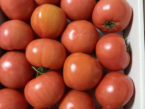 〈残留農薬未検出〉　美味さの秘訣は【土耕栽培】にあり！　まーくんトマト　　八百結び農法　大玉トマト