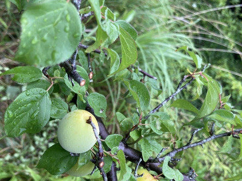 ⭐️高知産自然農⭐️桃みたいな梅少〜中混合🍑ほぼ木で熟れてます💕2キロ