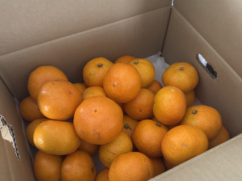【家庭用】愛媛みかん 5.5kg(通常サイズ) ひとくちで恋する♡濃い味みかん♪