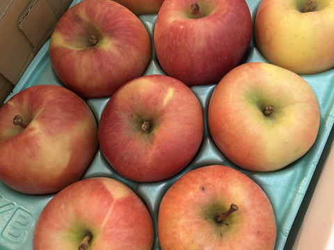 完売御礼【特別栽培りんご】蜜入り🍎こうとく2kg 葉とらずりんご 農薬50%減＋化学肥料不使用 希少品種　キズなし良品　ギフト