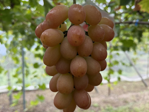 【訳ありB品】サンシャインレッド（色薄め・房形不揃い・味は正規品同等）