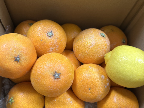 マニアが好む小粒マドンナ　　箱込約2㌔