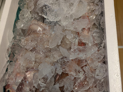 ９月スタート！【最大１ヶ月待ちになります🙇】🐟未利用魚🐟️訳ありを安くお得に！漁師の分け前セット３㎏程度