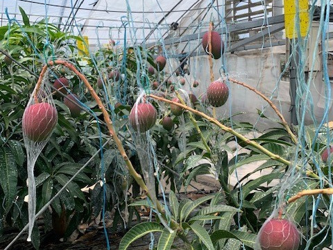 南国鹿児島県産　訳あり　濃厚ミニマンゴー（約1ｋｇ）【期間限定】【数量限定】【家庭用】