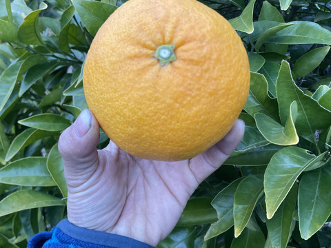 【ジューシー紅甘夏！2kg】柑橘王国愛媛　代々（だいだい）続く縁起物