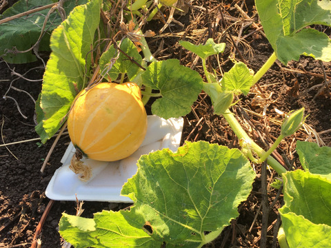 腐植栽培のコリンキー！サラダカボチャ　5㎏以上/6～9個　健康とおいしさのハーモニー　栽培期間中 農薬・化学肥料・除草剤不使用