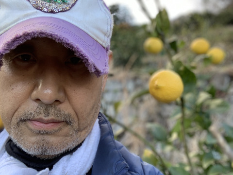 〔無等級良品〕訳アリ特価！！完熟・果汁たっぷり！『ATAMI de LEMON®』2Kg -爽やか芳醇- 品種お任せ