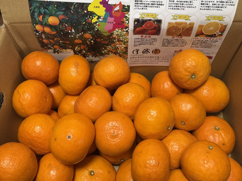 まもなく終了！なつみ5㎏甘さがぎゅっと詰まった希少柑橘【朝市限定】