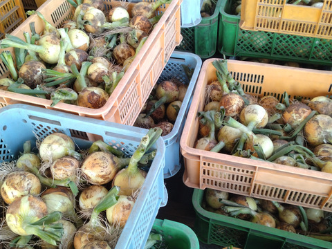 柔らかくてみずみずしい　中生種タマネギ【ターザン】箱込み5キロ