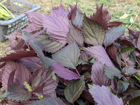 赤紫蘇 茎付きの葉５本以上 赤しそ 赤じそ（約25cm）☆農薬除草剤等不使用🏣ゆうパック◆グラムは実際のグラムでないので本数でお選びください◆※常温発送