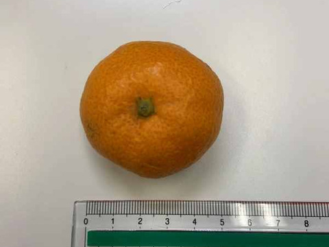 極小 訳あり みかん 寿太郎【 みかん 約4.5キロ箱込み】寿太郎(1月中～) 西浦みかん 訳あり 静岡産 蜜柑 果物 フルーツ 柑橘 果物 柑橘類 お土産 誕生日 お歳暮