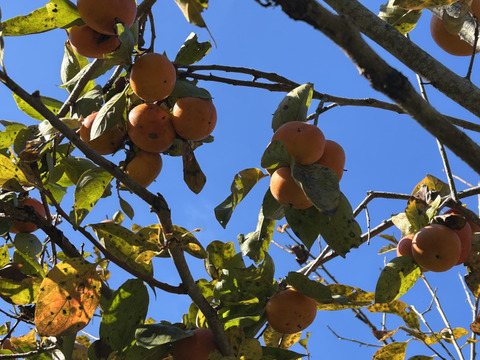 甘柿　今季最終、まだまだ美味しい！2kg家庭用