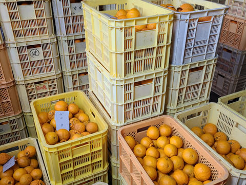 有機JAS認証　愛媛県産　有機　不知火　オーガニック　(家庭用)