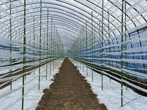 広大な阿蘇で生まれた！赤い輝き『阿蘇アイコトマト』