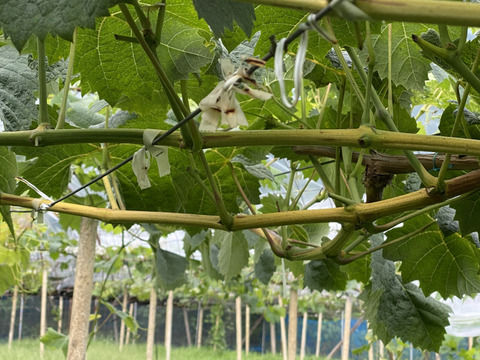 岡山県産【訳あり✨2色セット💚🖤】タイム価格✨シャインマスカット&オーロラブラック2kg