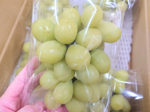 【今だけ訳アリお買い得】シャインマスカット2.8ｋｇ箱(８パック入り)