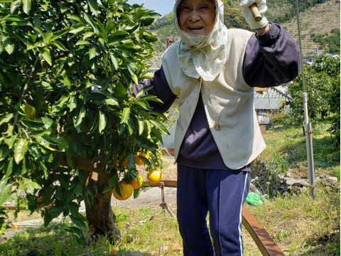 【夜市限定】5㎏：とみ子ばぁばのなつみ