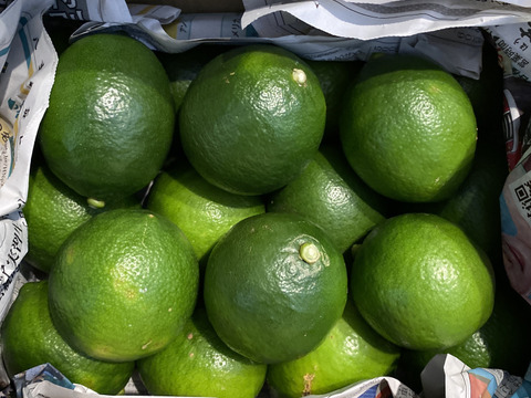 果汁たっぷり　青切り島レモン（マイヤーレモン）2ｋｇ