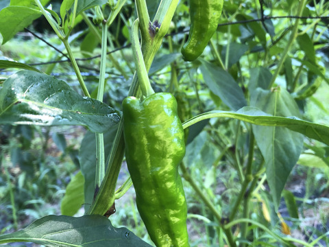 夏におすすめ！あま党美人(甘長とうがらし)/600g：熊本県産のその他