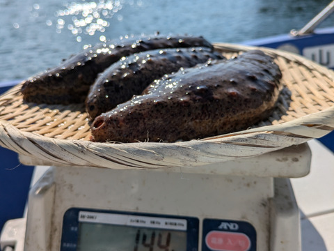 活赤ナマコ　素潜り漁　1kg（2〜3個）