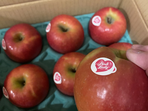 年内予約終わります🍎 ピンクレディ®︎3キロ箱  長野県 信州 安曇野 リンゴ 幻 幻のリンゴ 予約 希少 旬 6玉〜16玉サイズ 商品ID42100 ピンクレディー