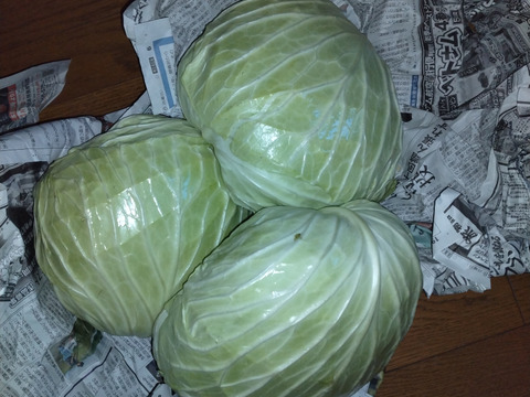 甘い！雪下キャベツ　5ｋｇ（2-4玉）