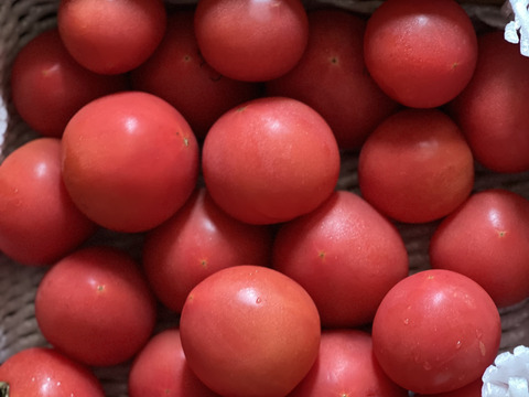 季節限定！売り切れ御免！農薬化肥不使用の美味しいトマト１．５ｋｇ
