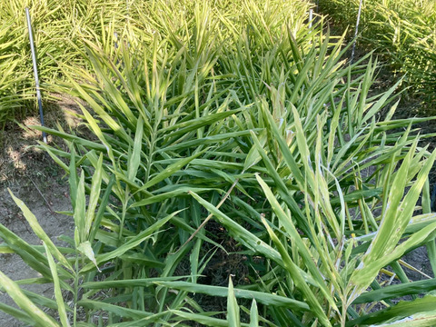 (出店キャンペーン)2023年度産土付き囲い生姜1kg