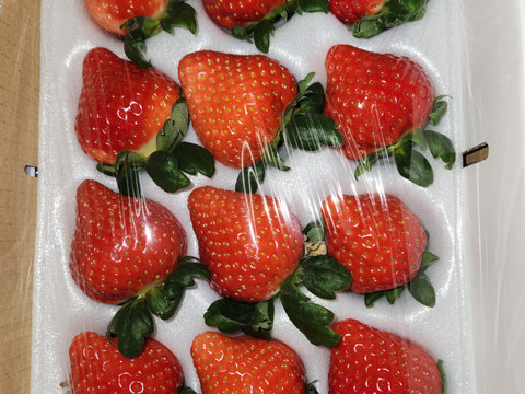 群馬県いちご品評会【銅賞受賞🥉】桃の香りが病みつきになる【恋みのり】400ｇ2パック【冬ギフト】【ひな祭り、ホワイトデー、お彼岸】