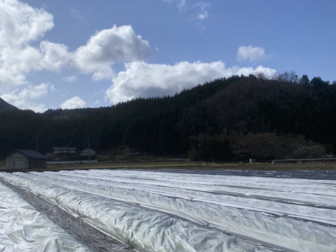 2kg【数量限定】農薬不使用のリーフレタス！今だけの柔らかいレタスが食べれる！