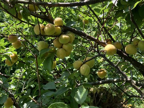 家庭用山形在来梅1kg