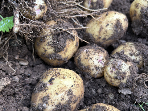 ほくほく新じゃがいも　10キロ