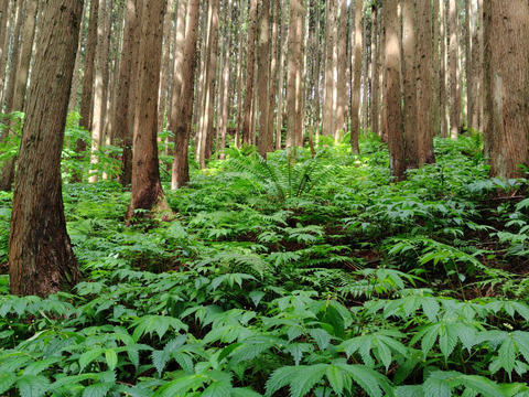 山菜ミズ｜白神山麓の静かな恵み｜シャキシャキ＆とろり食感の天然もの