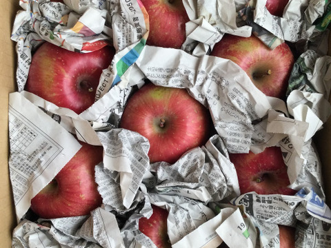 ご家庭用　サンふじ　約3kg(7個〜14個)