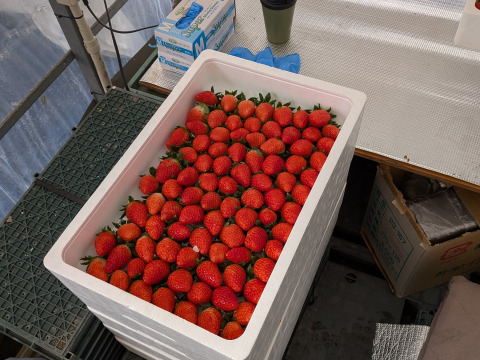 三重県産いちご章姫　約250g×4p