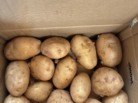 【長島産赤土馬鈴薯5kg】新じゃが！掘りたてをご家庭に届けます【伊唐島の旬じゃが】