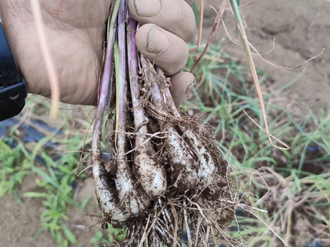 噛んだ瞬間違いがわかる！らっきょうお徳用！