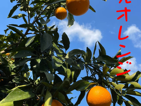 新発売　旬の美味しさを閉じ込めた　果樹園のジェラート『柑橘食べ比べセット』6種類12個入り　配達日時指定便 杉山農園
