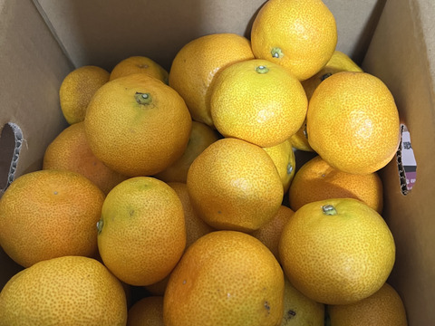 ハウスみかん 2kg〔わけあり・和歌山県産〕※北海道沖縄配送不可