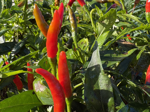 春夏秋冬、山から届くシェフの育てた野菜セット