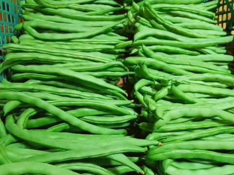 【大好評！本当に美味しい】自然栽培ケンタッキーいんげん（1kg）