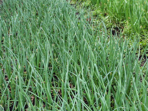 桜島産　農薬.化学肥料不使用栽培　甘い『新玉ねぎ5キロ』