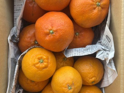 【食べ比べ】柑橘の王様　甘平と不知火　3ｋ箱　除草剤使用無　万田酵素散布