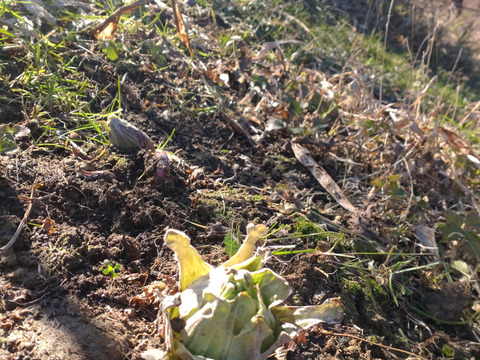 ふきのとう ５個セット 【農薬、除草剤、化学肥料等、不使用の圃場】