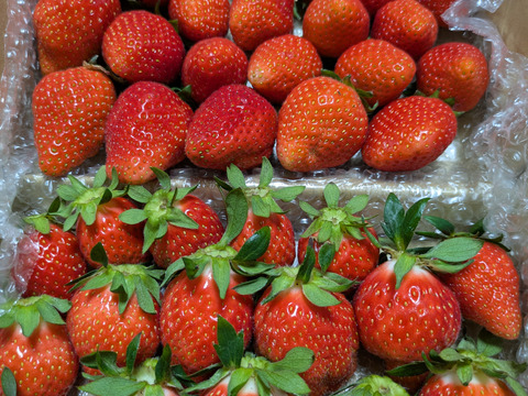 お家でいちご狩り気分!じゅわっと甘い(^^)サイズいろいろ【やよいひめ】1箱 収穫したその日うち新鮮なまますぐに発送 寒冷地でじっくり育てた美味しいいちごです!