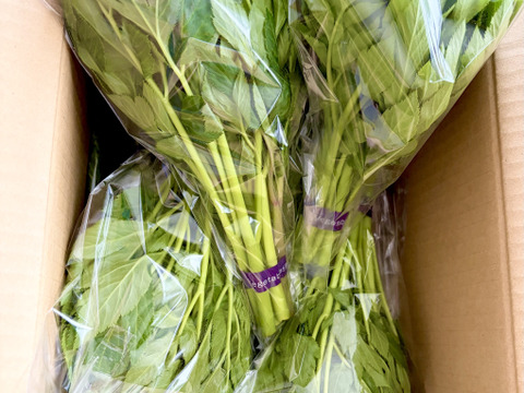 三宅島特産のあしたば【スペシャルコース10パック】