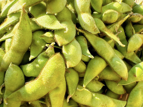 丹波産黒枝豆‼️【本黒枝豆はこの時期しか食べれません‼️】お試し500g入‼️