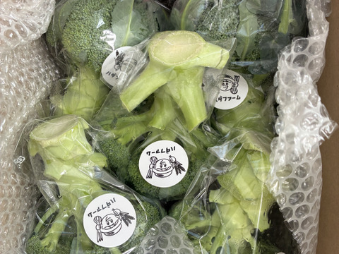 食べチョク限定！使いやすいサイズ！茎まで食べられる淡路島産ブロッコリー 1kg