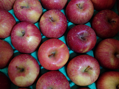 【小玉】☆化学農薬不使用りんご☆サンふじ/小玉23〜25個入り（4.5キロ）