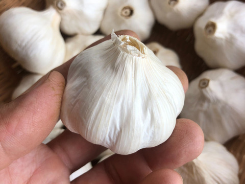 にんにくパワーでこの夏を乗り切ろう!